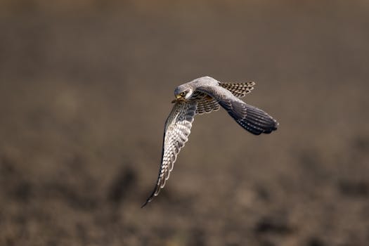 微信AI智能体悄然成型，微盟如何把握腾讯生态红利？