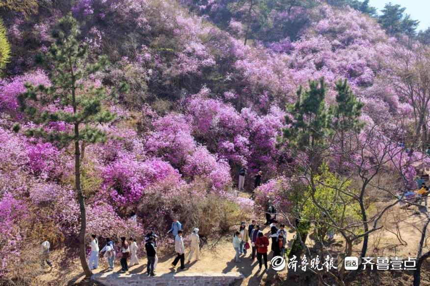  从花季经济到文旅融合：五莲山杜鹃艺术季的运营方法论 文化旅游