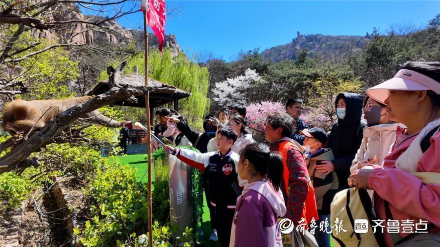  从花季经济到文旅融合：五莲山杜鹃艺术季的运营方法论 文化旅游