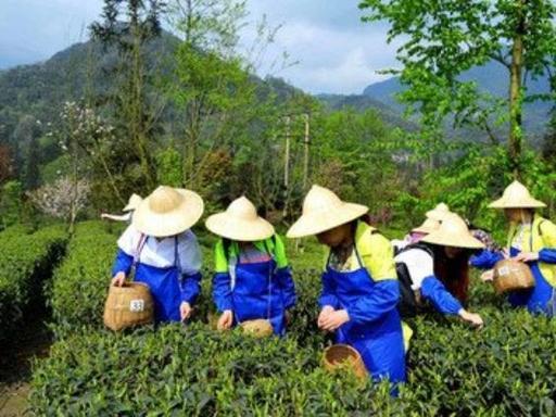峨眉山有机茶的技术解码：25年深耕如何铸就国宾级品质标准